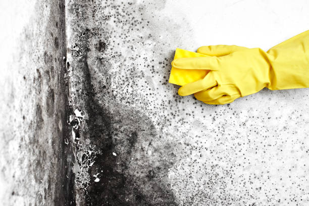 Best Post-Flood Mold Remediation in Graceville, FL