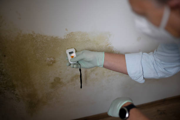 Best Mold Remediation for Specific Building Types in Graceville, FL